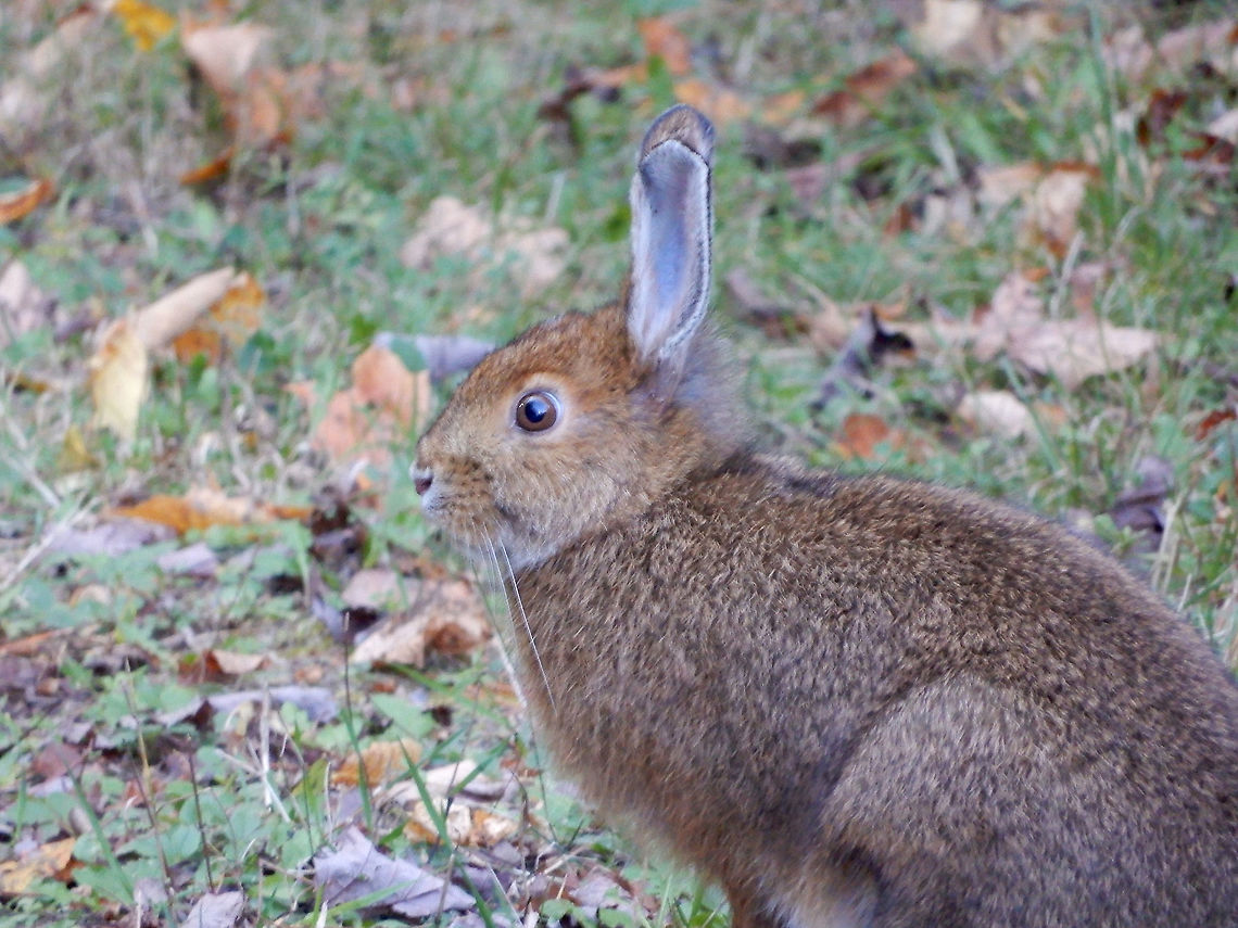Ears are Changing Snowshoe Hare (Lepus americanus) Stoney Swamp Trails, Ottawa, Ontario, Canada. Canada,Fall,Geotagged,Lepus americanus,Ontario,Ottawa,Snowshoe Hare,Snowshoe hare,Stoney Swamp Trails,bunny,hare,rabbit