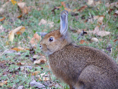 Ears are Changing Snowshoe Hare (Lepus americanus) Stoney Swamp Trails, Ottawa, Ontario, Canada. Canada,Fall,Geotagged,Lepus americanus,Ontario,Ottawa,Snowshoe Hare,Snowshoe hare,Stoney Swamp Trails,bunny,hare,rabbit