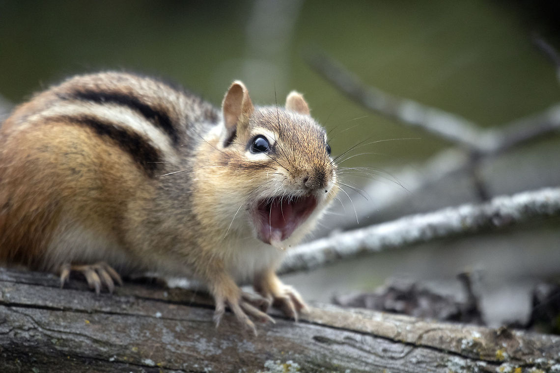 The Big Yawn Even these little guys get tired at times, Eastern Chipmunk (Tamias striatus) Britannia Conservation Area, Mud Lake, Ottawa, Ontario, Canada. Britannia Conservation Area,Canada,Eastern Chipmunk,Eastern chipmunk,Fall,Geotagged,Mud Lake,Ontario,Ottawa,Tamias striatus,mammal,rodent,squirrel