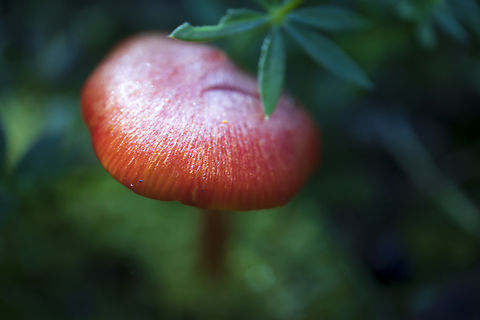Witch's Hat Mushroom By trailside amongst the moss. Conical Wax Cap (Hygrocybe conica) on the Prescott-Russell Recreational Trail, Ontario, Canada. Canada,Conical Wax Cap,Geotagged,Hygrocybe conica,Ontario,Prescott-Russell Recreational Trail,Summer,Witch's Hat,Witch's hat,fauna,fungus,mushroom