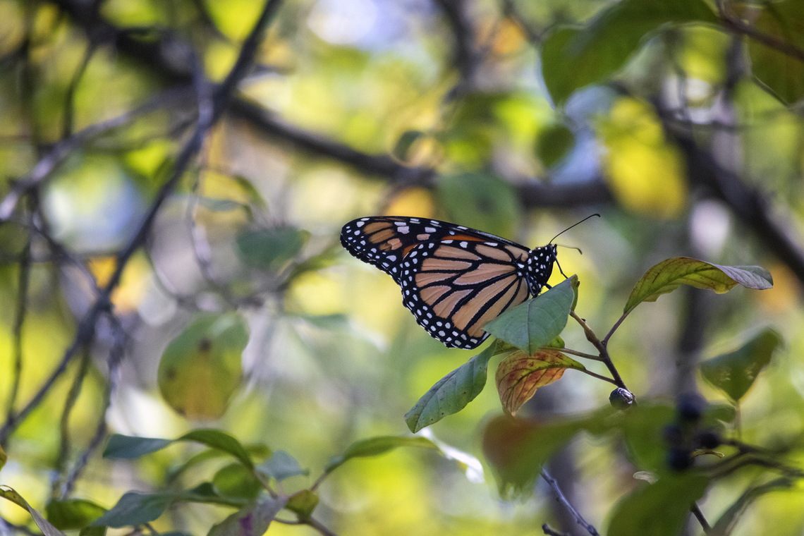 Monarch in the Trees Monarch Butterfly (Danaus plexippus) on the Prescott-Russell Recreational Trail, Ontario, Canada. Conservation Status: imperiled (S2N,S4B) in Ontario, CA (NatureServe). Butterfly,Canada,Danaus plexippus,Geotagged,Monarch,Monarch butterfly,Ontario,Prescott-Russell Recreational Trail,Summer,flying insect,imperiled,insect