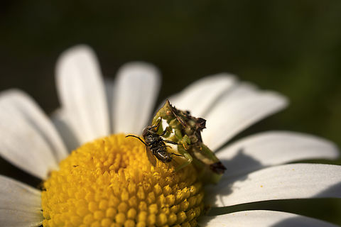 The Ambush Pennsylvania Ambush Bug (Phymata pennsylvanica) ambush of prey on a Daisy at the Bill Mason Centre, Dunrobin, Ontario, Canada.  Bill Mason Centre,Canada,Dunrobin,Geotagged,Ontario,Oxeye Daisy,Pennsylvania Ambush Bug,Phymata fasciata,Phymata pennsylvanica,Summer