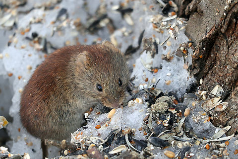 Southern Red-backed Vole Out on a cold spring day, Southern Red-backed Vole (Myodes gapperi) Mer Bleue Conservation Area, Ottawa, Ontario, Canada. Ramsar site no. 755. Canada,Geotagged,Mer Bleue Conservation Area,Myodes gapperi,Ontario,Ottawa,Ramsar site no. 755,Southern Red-backed Vole,Southern red-backed vole,Spring,mammal