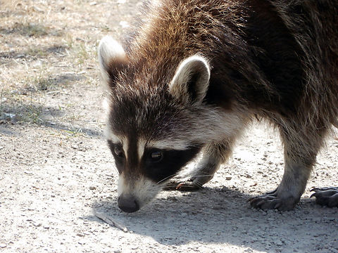 The Bandit Raccoon (Procyon lotor) Britannia Conservation Area, Mud Lake, Ottawa, Ontario, Canada. Britannia Conservation Area,Canada,Common Raccoon,Geotagged,Mud Lake,Ontario,Ottawa,Procyon lotor,Raccoon,Spring