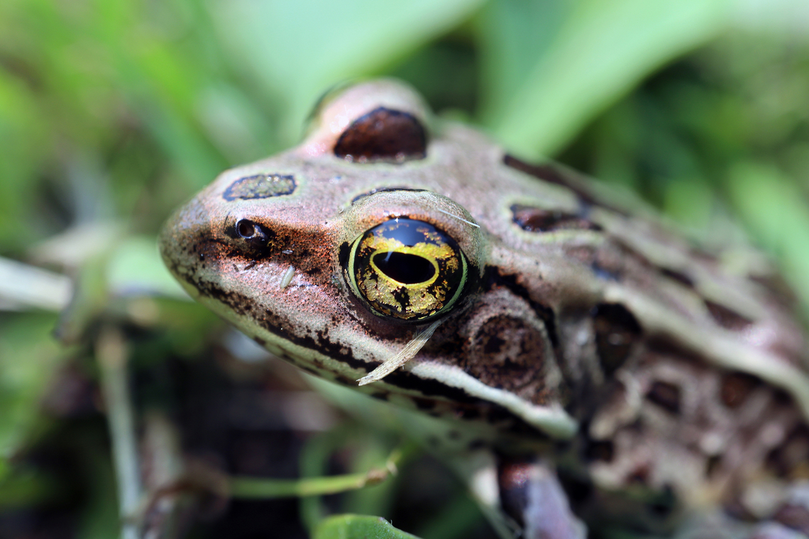 Eye of the Frog Northern Leopard Frog (Lithobates pipiens) Baie de les grenouilles, Lac Saint-Fran&ccedil;ois National Wildlife Area, Quebec, Canada. Ramsar site no. 361.                                Baie de les grenouilles,Canada,Geotagged,Lac Saint-Fran&ccedil;ois National Wildlife Area,Lithobates pipiens,Northern Leopard Frog,Northern leopard frog,Quebec,Ramsar site no. 361,Spring