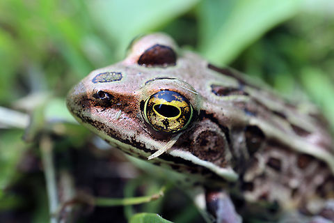 Eye of the Frog Northern Leopard Frog (Lithobates pipiens) Baie de les grenouilles, Lac Saint-Fran&ccedil;ois National Wildlife Area, Quebec, Canada. Ramsar site no. 361.                                Baie de les grenouilles,Canada,Geotagged,Lac Saint-Fran&ccedil;ois National Wildlife Area,Lithobates pipiens,Northern Leopard Frog,Northern leopard frog,Quebec,Ramsar site no. 361,Spring
