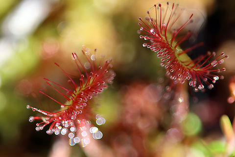 Carnivorous Plant Round-Leaved Sundew (Drosera rotundifolia) Mer Bleue Conservation Area, Ottawa, Ontario, Canada. Ramsar site no. 755. Canada,Drosera rotundifolia,Geotagged,Mer Bleue Conservation Area,Ontario,Ottawa,Ramsar site,Round-Leaved Sundew,Round-leaved Sundew,Spring
