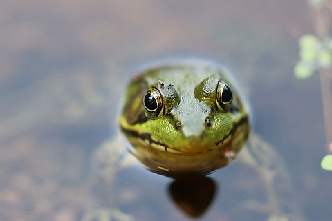 Bugs on my Eye Northern Green Frog (Lithobates clamitans melanota) Foley Mountain Conservation Area, Ontario, Canada. Canada,Foley Mountain Conservation Area,Geotagged,Lithobates clamitans melanota,Northern Green Frog,Northern green frog,Ontario,Spring,amphibian