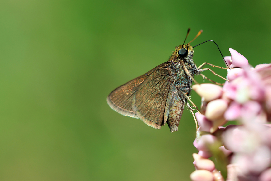 On Common Milkweed Dun Skipper Butterfly (Euphyes vestris) on Milkweed at Kaz Station, Quebec, Canada. Butterfly,Canada,Dun Skipper,Geotagged,Kaz Station,Quebec,Summer,insect,milkweed