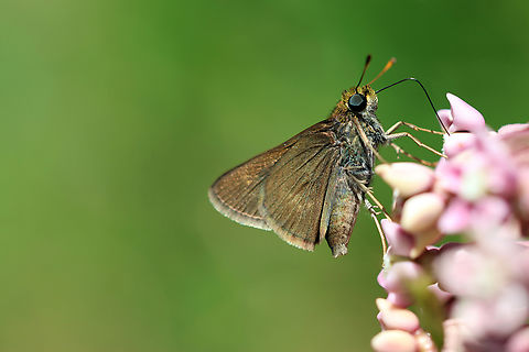 On Common Milkweed Dun Skipper Butterfly (Euphyes vestris) on Milkweed at Kaz Station, Quebec, Canada. Butterfly,Canada,Dun Skipper,Geotagged,Kaz Station,Quebec,Summer,insect,milkweed