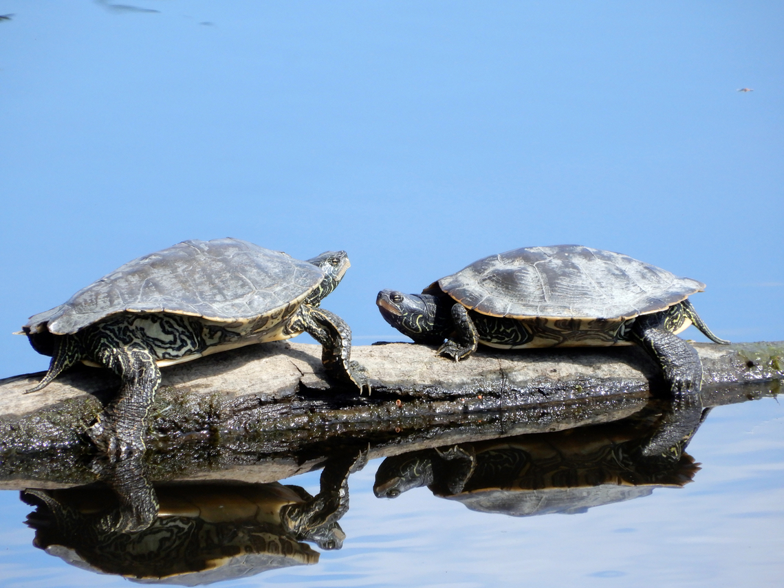 Morning Conversations Two female Northern Map Turtles (Graptemys geographica) Petrie Island, Ottawa, Ontario, Canada. Canada,Geotagged,Graptemys geographica,Northern Map Turtles,Northern map turtle,Ontario,Ottawa,Petrie Island,Spring