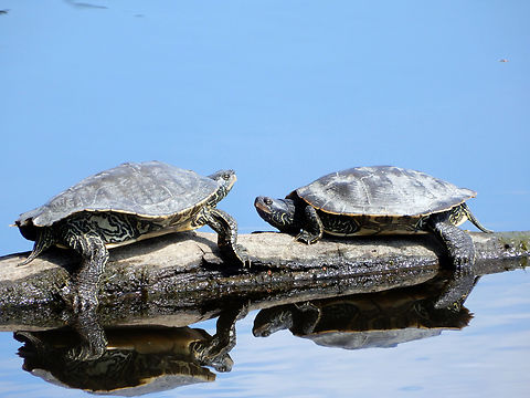 Morning Conversations Two female Northern Map Turtles (Graptemys geographica) Petrie Island, Ottawa, Ontario, Canada. Canada,Geotagged,Graptemys geographica,Northern Map Turtles,Northern map turtle,Ontario,Ottawa,Petrie Island,Spring