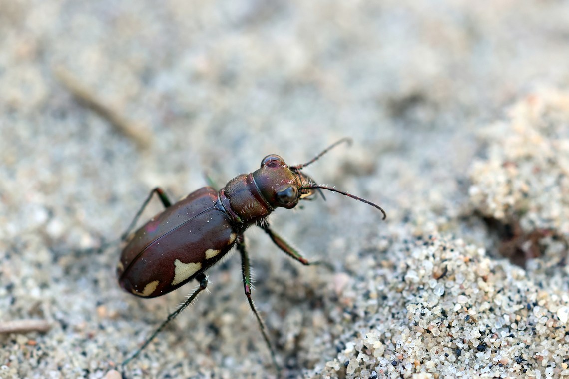 On hot Sands LeConte's Tiger Beetle (Cicindela scutellaris lecontei) Piney Forest Trails, Ottawa, Ontario, Canada. Canada,Cicindela scutellaris,Cicindela scutellaris lecontei,Festive Tiger Beetle,Geotagged,LeConte's Tiger Beetle,Ontario,Ottawa,Piney Forest Trails,Summer
