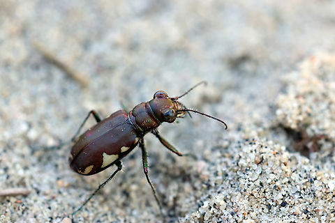 On hot Sands LeConte's Tiger Beetle (Cicindela scutellaris lecontei) Piney Forest Trails, Ottawa, Ontario, Canada. Canada,Cicindela scutellaris,Cicindela scutellaris lecontei,Festive Tiger Beetle,Geotagged,LeConte's Tiger Beetle,Ontario,Ottawa,Piney Forest Trails,Summer