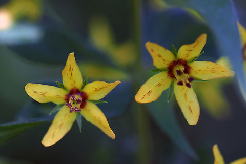 Delicate Yellow Flowers Whorled Loosestrife (Lysimachia quadrifolia) Quebec, Canada. Conservation Status: Vulnerable (S3) in Québec, CA (NatureServe). Canada,Geotagged,Lysimachia quadrifolia,Quebec,Summer,Whorled Loosestrife,Whorled loosestrife
