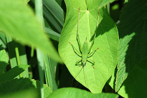 Green Slender Meadow Katydid (Conocephalus fasciatus) Chapman Mills Conservation Area, Ottawa, Ontario, Canada. Bush Katydid,Canada,Chapman Mills Conservation Area,Conocephalus fasciatus,Geotagged,Ontario,Ottawa,Slender meadow katydid,Summer
