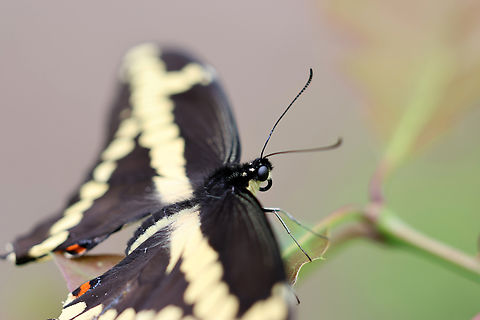 The Giant Giant Swallowtail (Papilio cresphontes) Britannia Conservation Area, Ottawa, Ontario, Canada. Britannia Conservation Area,Canada,Geotagged,Giant Swallowtail,Giant swallowtail,Ontario,Ottawa,Papilio cresphontes,Spring