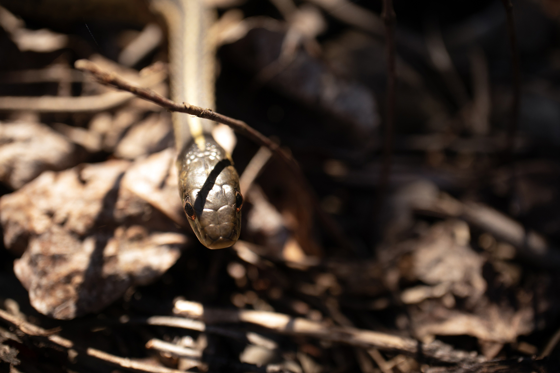 Happy World Snake Day Eastern Garter Snake (Thamnophis sirtalis sirtalis) Marlborough Forest, Ontario, Canada. Canada,Eastern Garter Snake,Geotagged,Marlborough Forest,Ontario,Spring,Thamnophis sirtalis sirtalis