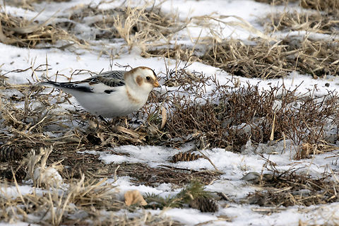 Searching for Food Snow Bunting (Plectrophenax nivalis) Richmond, Ontario, Canada. Bird,Canada,Geotagged,Ontario,Plectrophenax nivalis,Richmond,Snow bunting,Winter