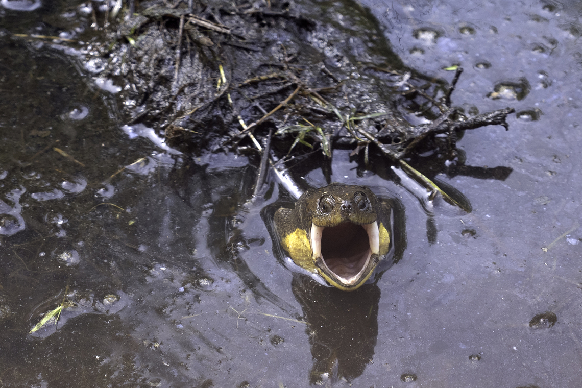 Endangered Turtle Blandings Turtle (Emydoidea blandingii). Listed as Endangered by the IUCN Red List and evaluated as Vulnerable in Ontario and Canada. Rather large turtle yellow spots and a bright yellow chin with a smile like face. There were two turtles in the same spot but not interacting. Blanding's turtle,Blandings,Canada,Emydoidea blandingii,Geotagged,Spring,Turtle