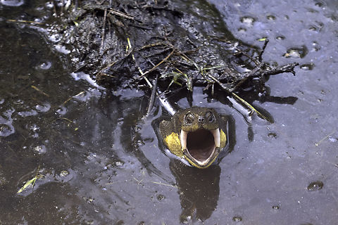 Endangered Turtle Blandings Turtle (Emydoidea blandingii). Listed as Endangered by the IUCN Red List and evaluated as Vulnerable in Ontario and Canada. Rather large turtle yellow spots and a bright yellow chin with a smile like face. There were two turtles in the same spot but not interacting. Blanding's turtle,Blandings,Canada,Emydoidea blandingii,Geotagged,Spring,Turtle