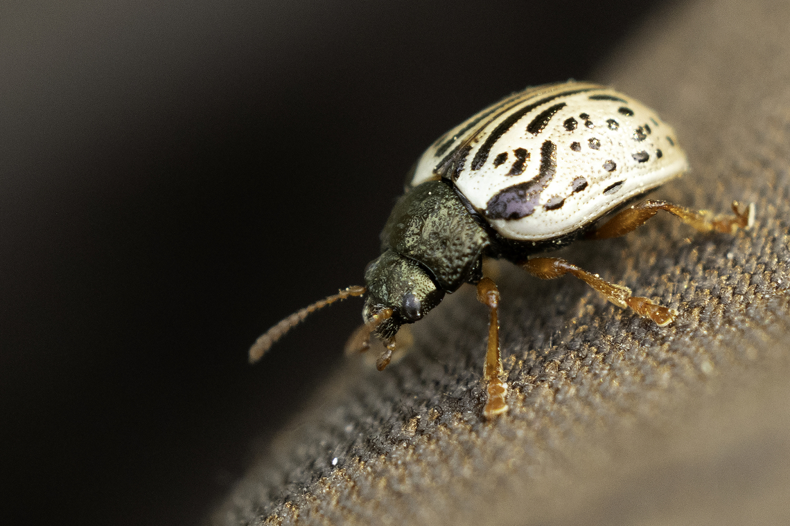 Leaf Beetle Dogwood Calligrapha Beetle (Calligrapha philadelphica) Petrie Island, Ottawa, Ontario, Canada. Calligrapha philadelphica,Canada,Dogwood Calligrapha Beetle,Dogwood Leaf Beetle,Geotagged,Leaf beetle,Leaf insect,Ontario,Ottawa,Petrie Island,Spring,insect