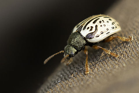 Leaf Beetle Dogwood Calligrapha Beetle (Calligrapha philadelphica) Petrie Island, Ottawa, Ontario, Canada. Calligrapha philadelphica,Canada,Dogwood Calligrapha Beetle,Dogwood Leaf Beetle,Geotagged,Leaf beetle,Leaf insect,Ontario,Ottawa,Petrie Island,Spring,insect