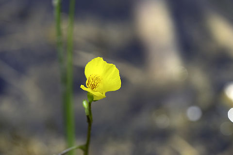 Carnivorous Aquatic Plant Greater/Common Bladderwort (Utricularia macrorhiza) at the Lyn Valley Conservation Area, Ontario, Canada. This plant has a network of bladders located under the water to trap small organisms for consumption. The bright yellow flowers can be seen from June to August. Canada,Common,Common bladderwort,Geotagged,Greater,Greater bladderwort,Lyn Valley Conservation Area,Ontario,Summer,Utricularia macrorhiza,Utricularia vulgaris