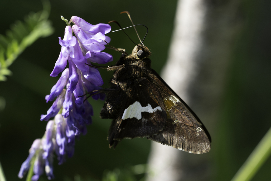 Pollinating Butterfly Silver-spotted Skipper (Epargyreus clarus) at the Lyn Valley Conservation Area, Ontario, Canada. Canada,Epargyreus clarus,Geotagged,Lyn Valley Conservation Area,Ontario,Silver-spotted Skipper,Summer