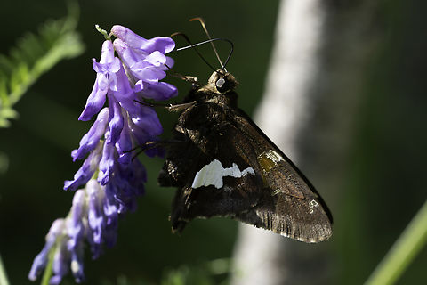Pollinating Butterfly Silver-spotted Skipper (Epargyreus clarus) at the Lyn Valley Conservation Area, Ontario, Canada. Canada,Epargyreus clarus,Geotagged,Lyn Valley Conservation Area,Ontario,Silver-spotted Skipper,Summer