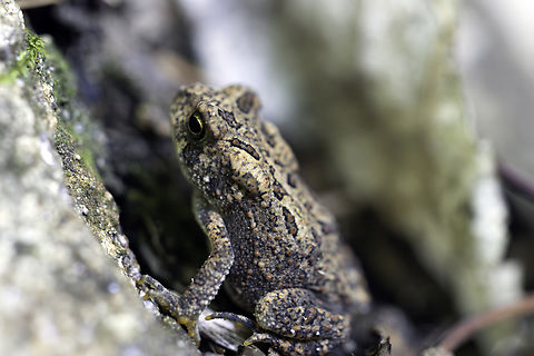 Little Baby Toadlet About the size of your finger nail surprised to find this little toad next to the trail through the mixed woods. American Toad (Anaxyrus americanus) Bat Lake Trail, Algonquin Provincial Park, Ontario, Canada. Algonquin Provincial Park,American Toad,American toad,Anaxyrus americanus,Bat Lake Trail,Canada,Geotagged,Ontario,Summer,Toad