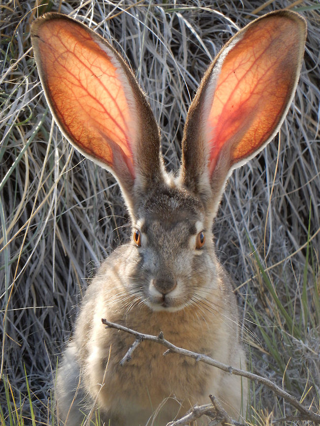 Black-tailed Jackrabbit The hot sun lights up the Jackrabbit&#039;s (Lepus californicus) large ears as he calmly eats grass close to the boardwalk at the Crystal Spring of Ash Meadows National Wildlife Refuge. Ramsar site no. 347. Ash Meadows National Wildlife Refuge,Black-tailed Jackrabbit,Black-tailed jackrabbit,Geotagged,Lepus californicus,Nevada,Ramsar wetland,Spring,United States