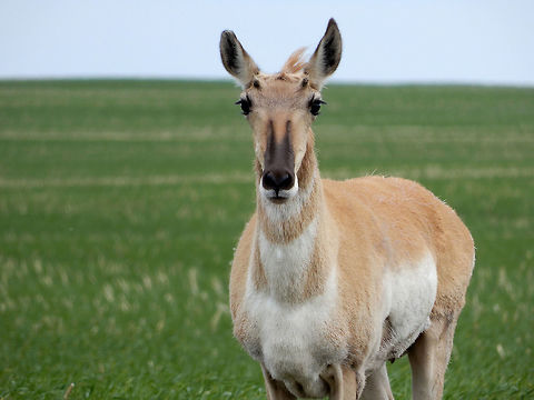 Pronghorn This female Pronghorn (Antilocapra americana) took time out of her grazing to see what was going on. Her trust and curiosity made me fall in love with her and made me realize how beautiful nature is. Found in Southern Alberta on the Prairie, Legend, Alberta, Canada. Conservation Status: vulnerable (S3) in Alberta, CA (NatureServe). Alberta,Antilocapra americana,Canada,Geotagged,Legend,Pronghorn,Spring,vulnerable