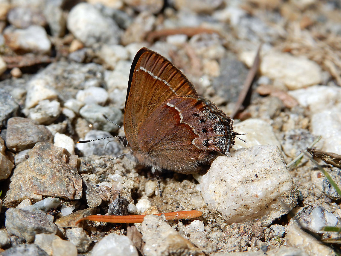 Johnson's Hairstreak The rare Johnson&#039;s Hairstreak (Callophrys johnsoni) has taken time out of the woods to make an appearance at Mount Revelstoke National Park, British Columbia, Canada. Conservation Status: critically imperiled (N1N2) in Canada (NatureServe). British Columbia,Callophrys johnsoni,Canada,Geotagged,Johnson's Hairstreak,Johnsons hairstreak,Mount Revelstoke National Park,Spring,butterfly,critically imperiled