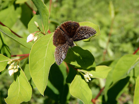 Propertius Duskywing The rare Propertius Duskywing (Erynnis propertius) at Mount Revelstoke National Park, British Columbia, Canada. Conservation Status: imperiled (N2) in Canada (NatureServe). British Columbia,Canada,Erynnis propertius,Geotagged,Mount Revelstoke National Park,Propertius Duskywing,Spring,butterfly