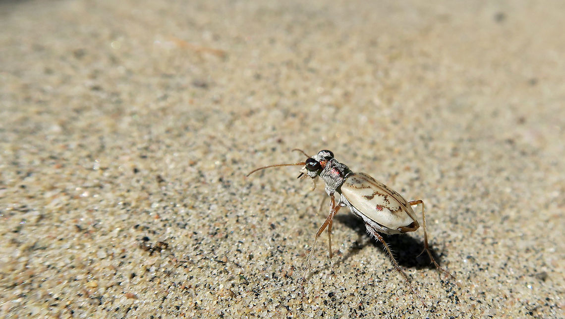 Ghost Tiger Beetle I was very fortunate in 2016 to come across two colonies of Ghost Tiger Beetle (Ellipsoptera lepida). Found at an inland dune in the city of Ottawa's greenbelt. Conservation Status: imperiled (N2N3) in Canada (NatureServe).                                Canada,Ellipsoptera lepida,Geotagged,Ghost Tiger Beetle,Merival Gardens,Ontario,Ottawa,Summer,imperiled species,lepida