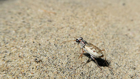 Ghost Tiger Beetle I was very fortunate in 2016 to come across two colonies of Ghost Tiger Beetle (Ellipsoptera lepida). Found at an inland dune in the city of Ottawa's greenbelt. Conservation Status: imperiled (N2N3) in Canada (NatureServe).                                Canada,Ellipsoptera lepida,Geotagged,Ghost Tiger Beetle,Merival Gardens,Ontario,Ottawa,Summer,imperiled species,lepida