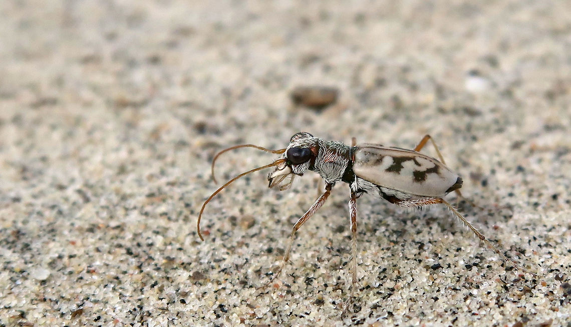 Ghost Tiger Beetle My favourite insect is the Tiger Beetle, not only are they the fastest insect in the world, they are known for their aggressive predatory habits. This Ghost Tiger Beetle (Ellipsoptera lepida) blended so perfectly in the white sand that he lived up to his name, Ghost. Found at the Larose Forest, Limoges, Ontario, Canada. Conservation Status: imperiled (N2N3) in Canada (NatureServe). Canada,Ellipsoptera lepida,Geotagged,Ghost Tiger Beetle,Larose Forest,Limoges,Ontario,Summer,imperiled species,lepida
