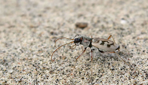 Ghost Tiger Beetle My favourite insect is the Tiger Beetle, not only are they the fastest insect in the world, they are known for their aggressive predatory habits. This Ghost Tiger Beetle (Ellipsoptera lepida) blended so perfectly in the white sand that he lived up to his name, Ghost. Found at the Larose Forest, Limoges, Ontario, Canada. Conservation Status: imperiled (N2N3) in Canada (NatureServe). Canada,Ellipsoptera lepida,Geotagged,Ghost Tiger Beetle,Larose Forest,Limoges,Ontario,Summer,imperiled species,lepida