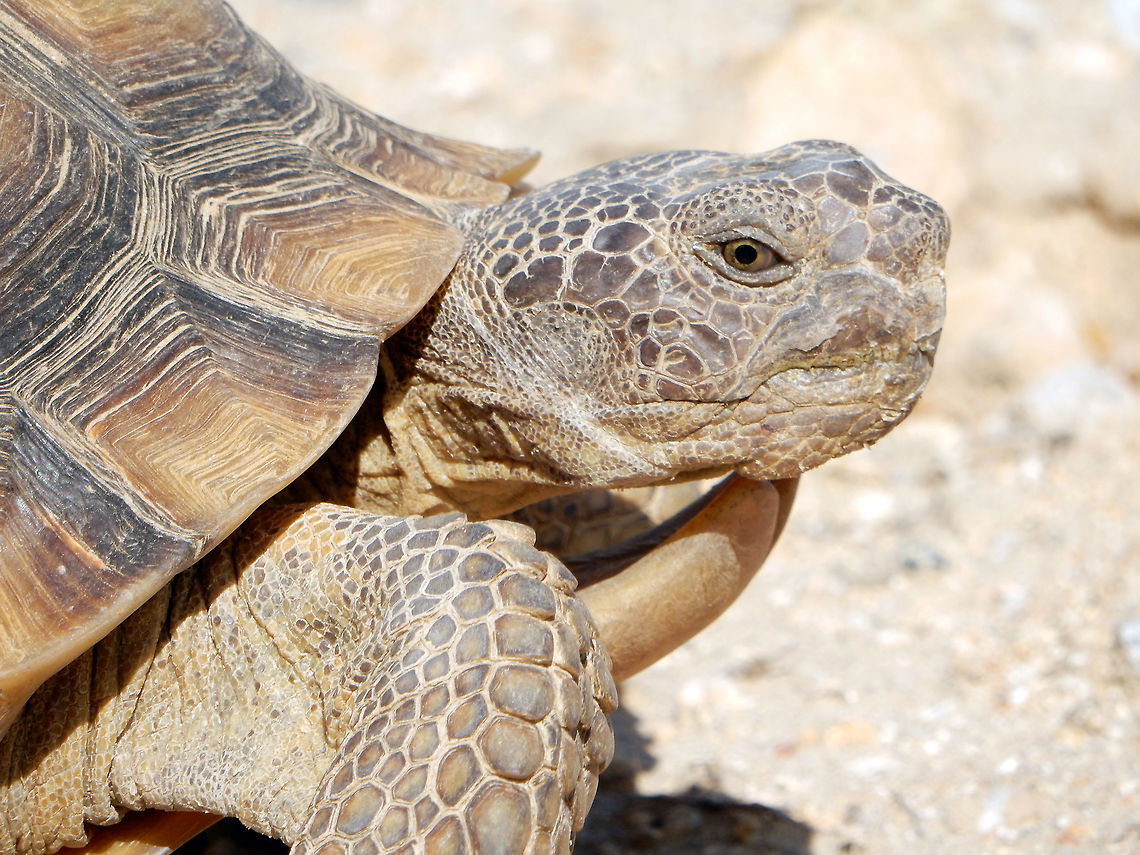 Mojave Desert Tortoise The lonely Mojave Desert Tortoise (Gopherus agassizii) is listed as vulnerable on IUCN Red List of Threatened Species. This one moves slowly but keeps an eye on me, close to the Kelso Sand Dunes, Mojave National Preserve, California. Conservation Status: imperiled (S2) in California, US (NatureServe). California,Desert tortoise,Geotagged,Gopherus agassizii,Gopherus agassiziiGopherus morafkai,IUCN vulnerable,Kelso Sand Dunes,Mojave Desert Tortoise,Mojave National Preserve,Spring,United States,imperilled