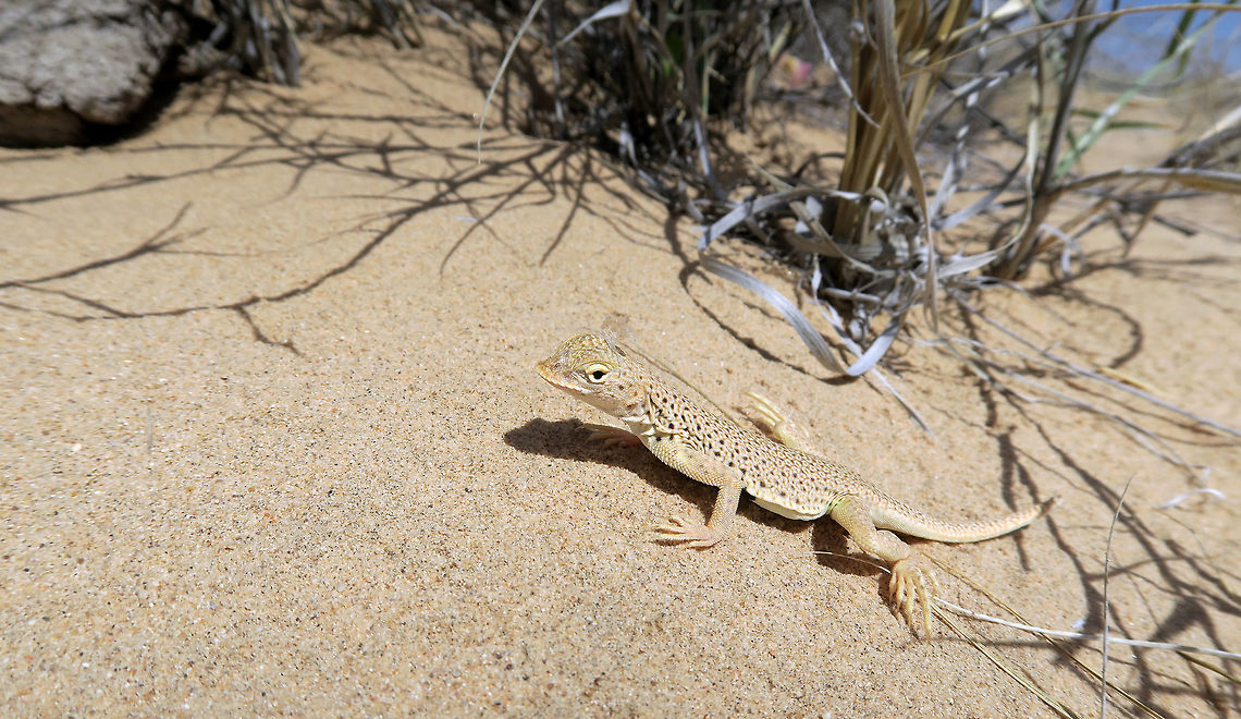 Mojave Fringe-toed Lizard This small Mojave Fringe-toed Lizard (Uma scoparia) turns out to be not camera shy on the hot sands of Kelso Sand Dunes, Mojave National Preserve, California. Endemic in Mojave Desert, US: native and occurs nowhere else. California,Geotagged,Kelso Sand Dunes,Mojave Fringe-toed Lizard,Mojave National Preserve,Mojave fringe-toed lizard,Spring,Uma scoparia,United States