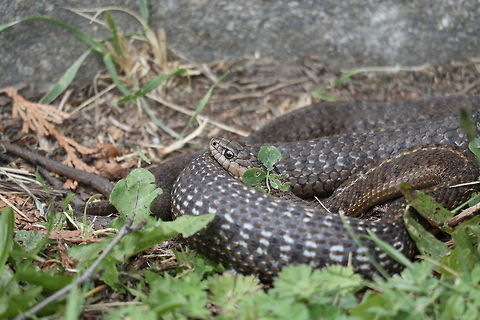 Wandering Garter Snake Sunning himself is a Wandering Garter Snake (Thamnophis elegans ssp. vagrans) at the Creston Valley Wildlife Management Area, British Columbia, Canada. Ramsar site no. 649.                                British Columbia,Canada,Creston Valley Wildlife Management Area,Geotagged,Ramsar wetland,Spring,Thamnophis elegans ssp. vagrans,Thamnophis elegans vagrans,Wandering Garter Snake