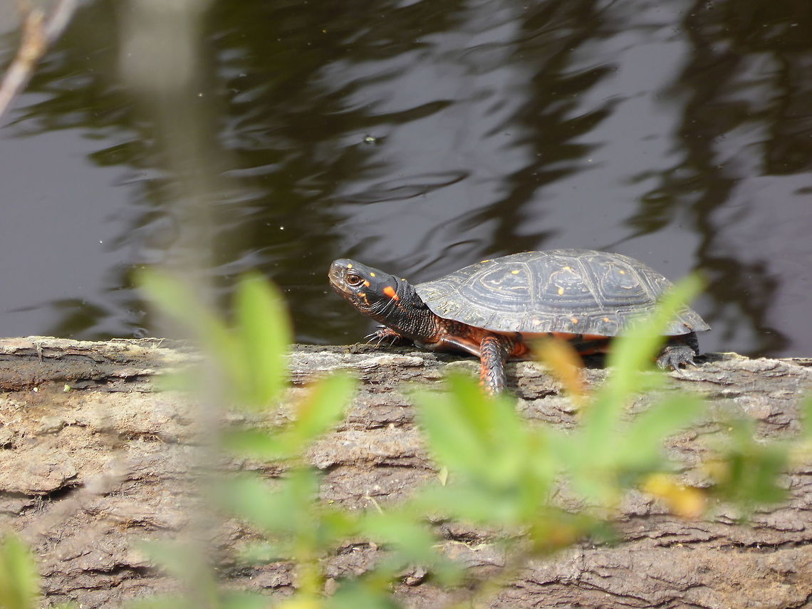 Spotted Turtle A Spotted Turtle (Clemmys guttata) bask in the sun on a log at Pocosin Lakes National Wildlife Refuge, River Neck, Columbia, North Carolina. Evaluated as Endangered by IUCN Red List. Conservation Status: vulnerable (S3) in North Carolina, US (NatureServe). Clemmys guttata,Columbia,Geotagged,IUCN Endangered,North Carolina,Pocosin Lakes National Wildlife Refuge,River Neck,Spotted Turtle,Spotted turtle,Spring,United States,vulnerable