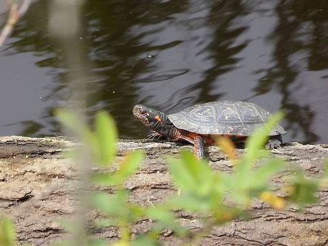 Spotted Turtle A Spotted Turtle (Clemmys guttata) bask in the sun on a log at Pocosin Lakes National Wildlife Refuge, River Neck, Columbia, North Carolina. Evaluated as Endangered by IUCN Red List. Conservation Status: vulnerable (S3) in North Carolina, US (NatureServe). Clemmys guttata,Columbia,Geotagged,IUCN Endangered,North Carolina,Pocosin Lakes National Wildlife Refuge,River Neck,Spotted Turtle,Spotted turtle,Spring,United States,vulnerable