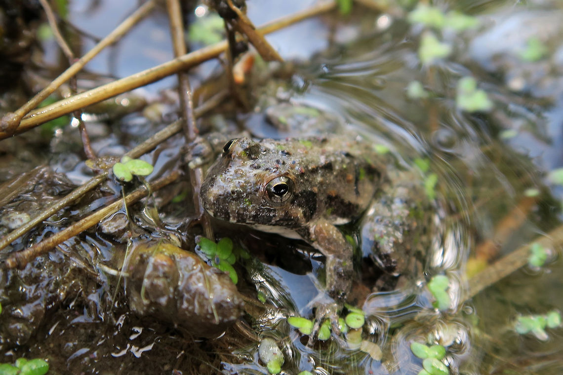 Blanchard's Cricket Frog Blanchard's Cricket Frog (Acris crepitans blanchardi) on the shoreline at the Cache River-Cypress Creek Wetlands National Wildlife Refuge, Illinois, United States. Ramsar Site no. 711. Acris crepitans,Acris crepitans blanchardi,Blanchard's Cricket Frog,Cache River-Cypress Creek Wetlands National Wildlife Refuge,Geotagged,Illinois,Northern cricket frog,Ramsar wetland,Spring,United States