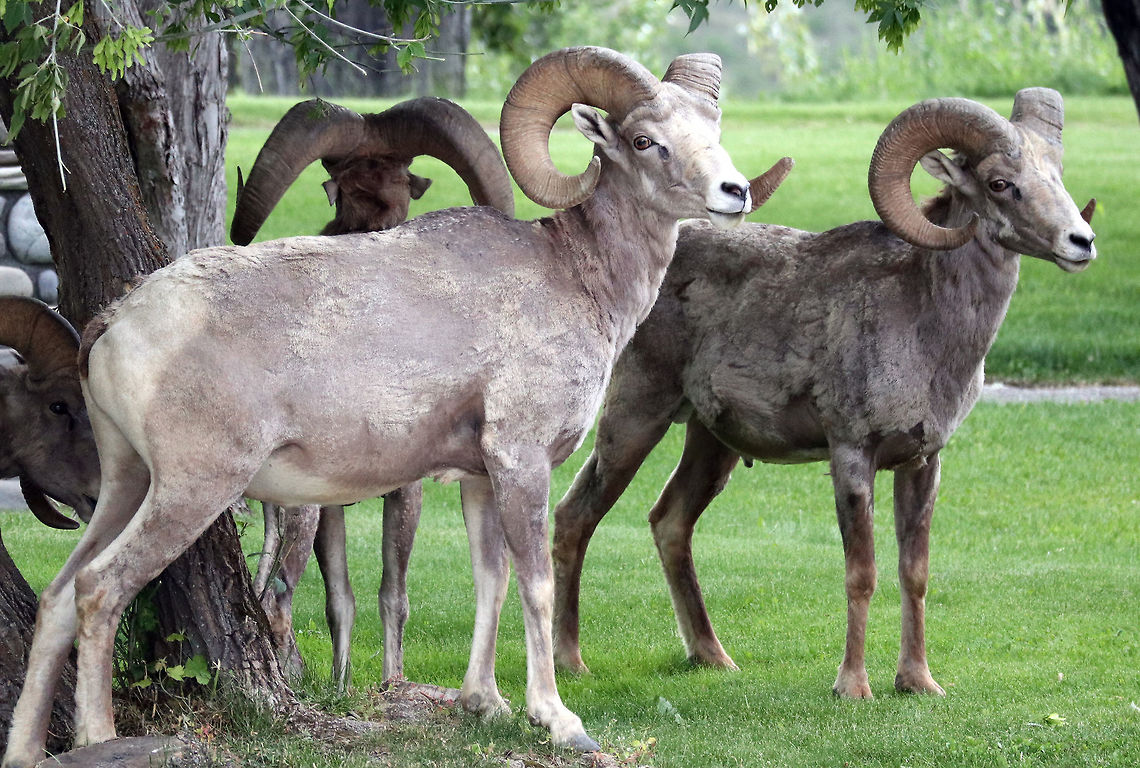 Bighorn Sheep Hanging out in the town park the Bighorn Sheep (Ovis canadensis) are enjoying the leaves and grass in Radium Hot Springs, British Columbia, Canada. Conservation Status: vulnerable (N3N4) in Canada (NatureServe). Bighorn Sheep,Bighorn sheep,British Columbia,Canada,Geotagged,Ovis canadensis,Radium Hot Springs,Spring,vulnerable