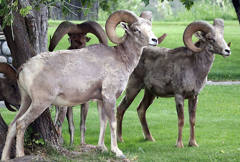 Bighorn Sheep Hanging out in the town park the Bighorn Sheep (Ovis canadensis) are enjoying the leaves and grass in Radium Hot Springs, British Columbia, Canada. Conservation Status: vulnerable (N3N4) in Canada (NatureServe). Bighorn Sheep,Bighorn sheep,British Columbia,Canada,Geotagged,Ovis canadensis,Radium Hot Springs,Spring,vulnerable
