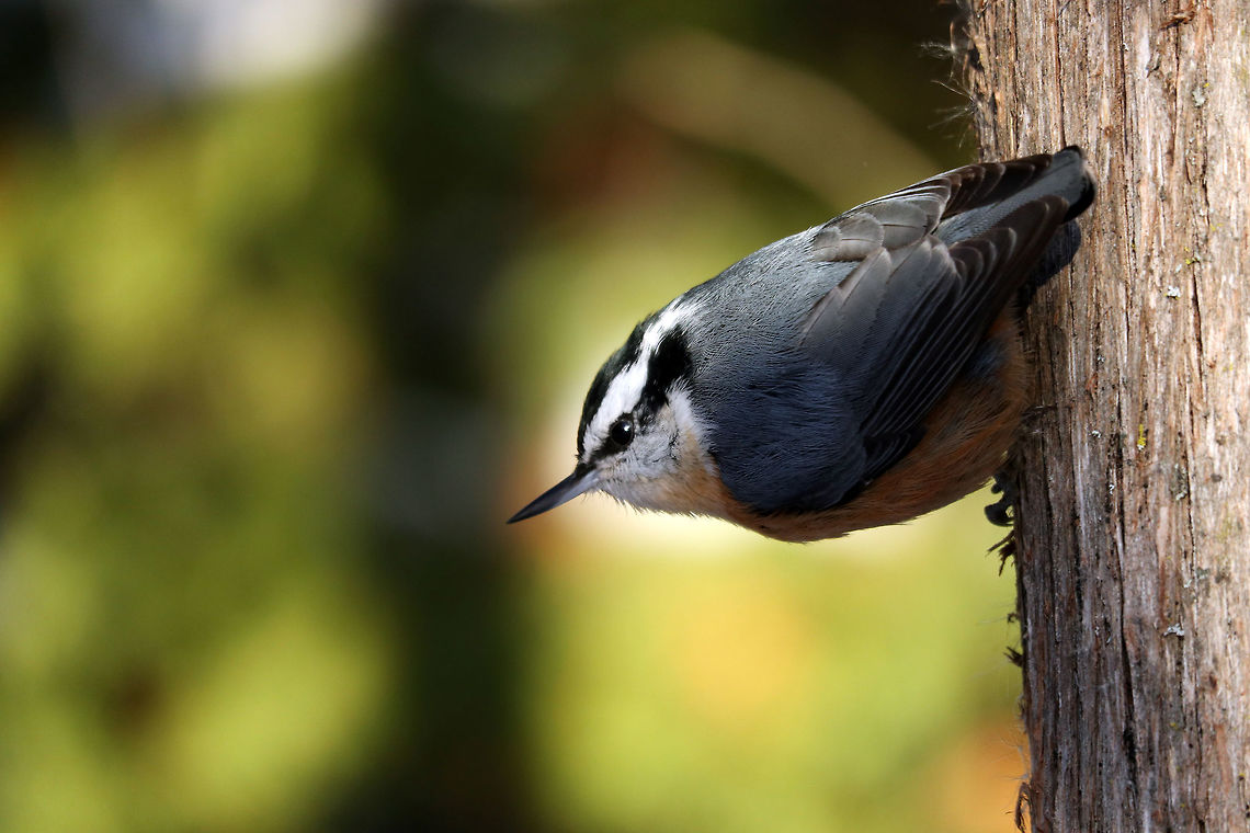 Red-breasted Nuthatch The friendly Red-breasted Nuthatch (Sitta canadensis) hanging around the cedar trees next to the marsh on the Jack Pine Trail, Ottawa, Ontario, Canada. Canada,Fall,Geotagged,Jack Pine Trail,Ontario,Ottawa,Red-breasted Nuthatch,Red-breasted nuthatch,Sitta canadensis,birds