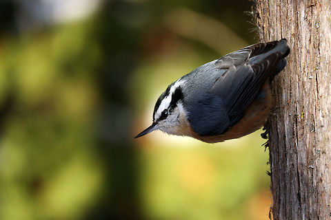 Red-breasted Nuthatch The friendly Red-breasted Nuthatch (Sitta canadensis) hanging around the cedar trees next to the marsh on the Jack Pine Trail, Ottawa, Ontario, Canada. Canada,Fall,Geotagged,Jack Pine Trail,Ontario,Ottawa,Red-breasted Nuthatch,Red-breasted nuthatch,Sitta canadensis,birds