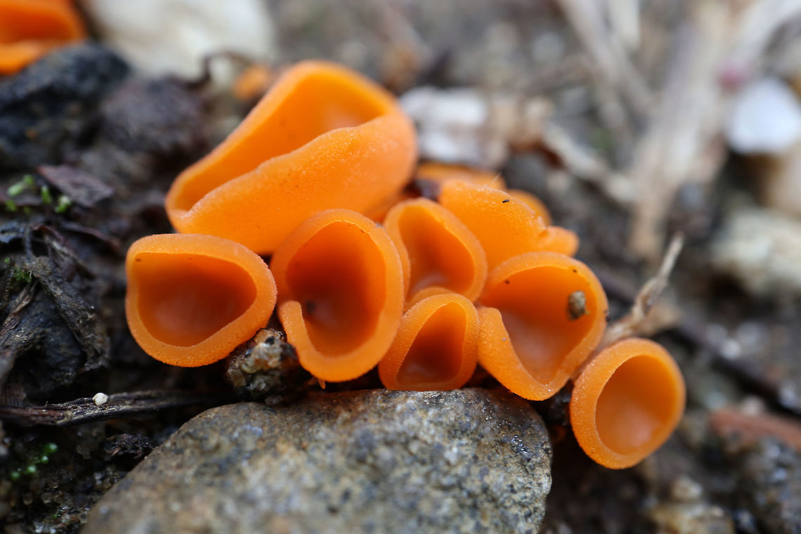 Orange Peel Fungus The brilliant orange fall fungi found in sand &amp; dirt areas is the Orange Peel Fungus (Aleuria aurantia) at Alleyn-et-Cawood, Quebec, Canada. Aleuria aurantia,Alleyn-et-Cawood,Canada,Fall,Fungi,Geotagged,Orange Peel Fungus,Orange peel fungus,Quebec,mushroom